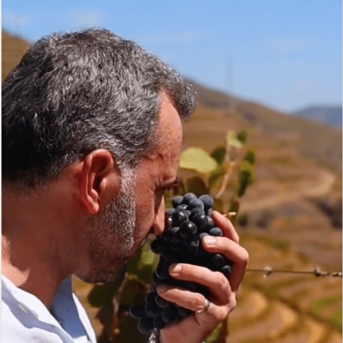 Man holding and smelling a bunch of dark grapes in a vineyard with terraced hills in the background.